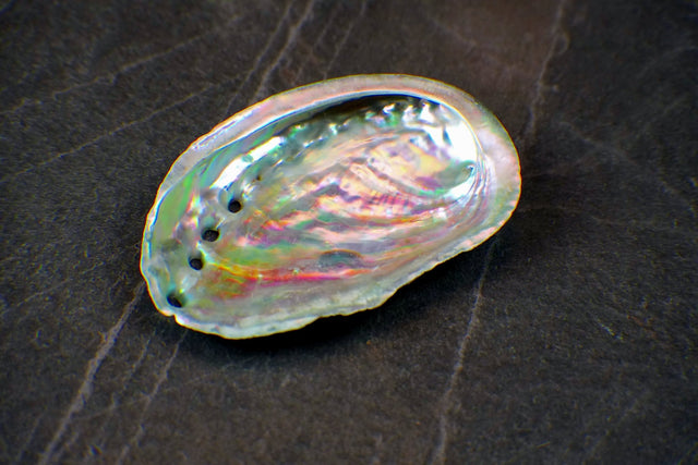 Iridescent shell on a dark textured surface