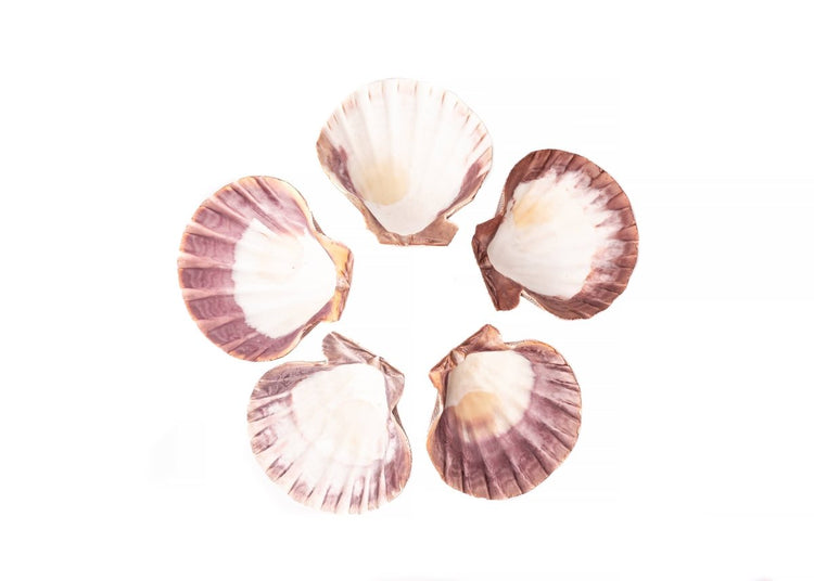 Five scallop shells on a white background