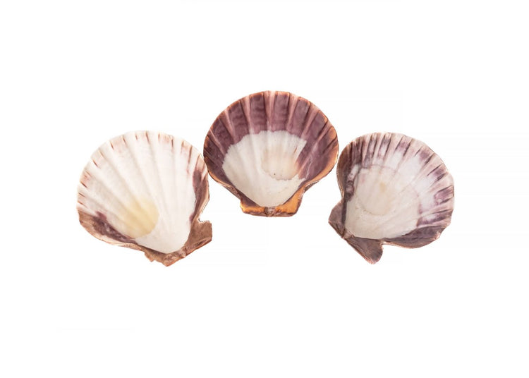 Three scallop shells on a white background