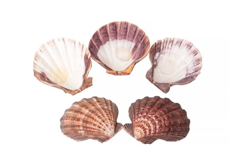 Five seashells on a white background