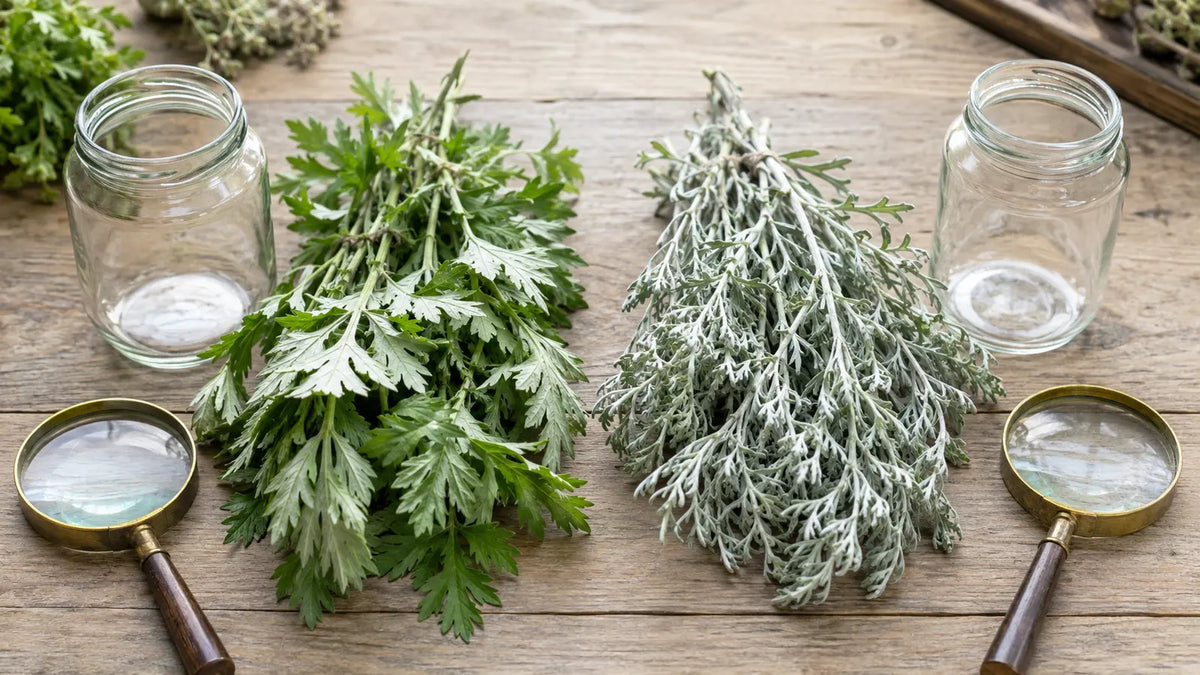 Fresh green mugwort and silvery wormwood specimens arranged separately with glass jars and magnifying lenses