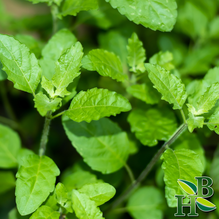 Tulsi Leaf (Ocimum tenuiflorum) – Ritual Herb Jar