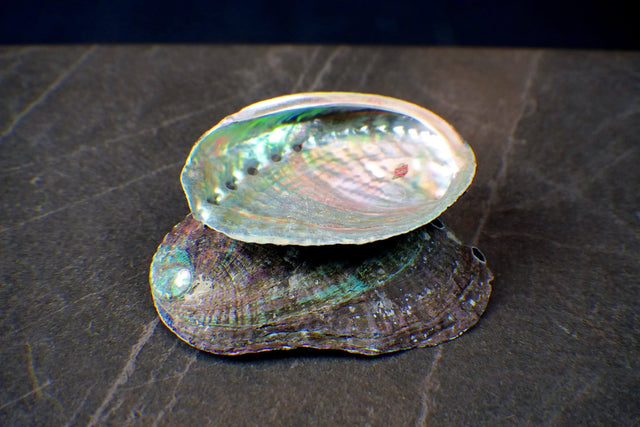 Two abalone shells on a dark surface