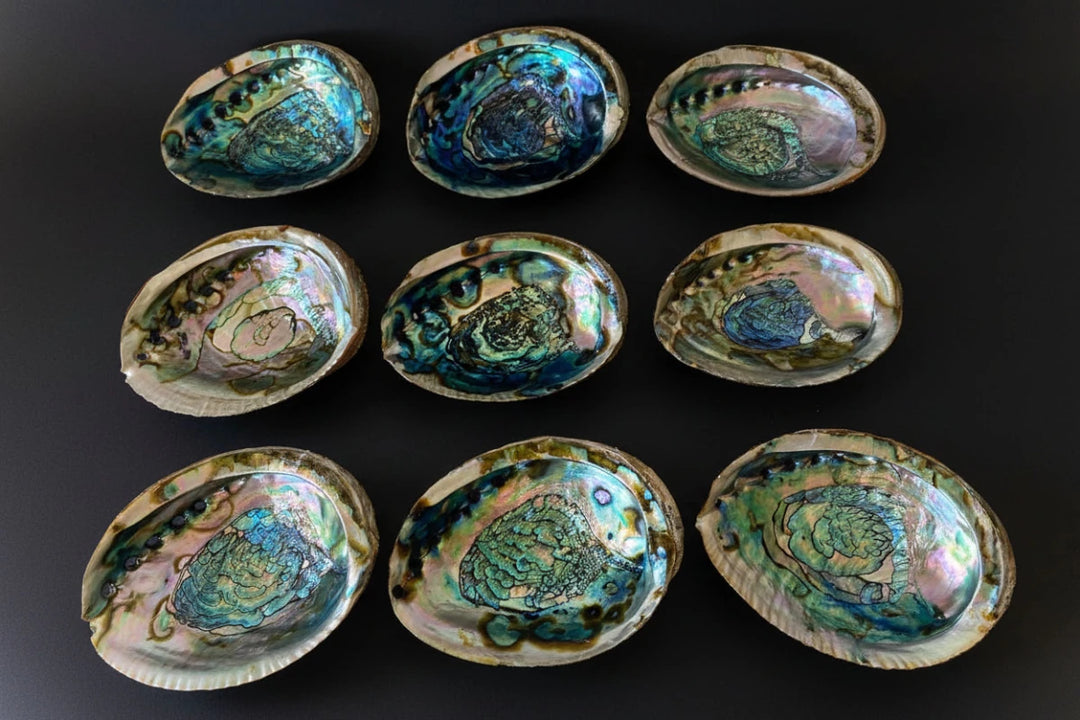 Natural abalone shell ritual bowl with iridescent interior