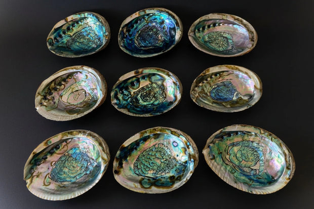 Natural abalone shell ritual bowl with iridescent interior
