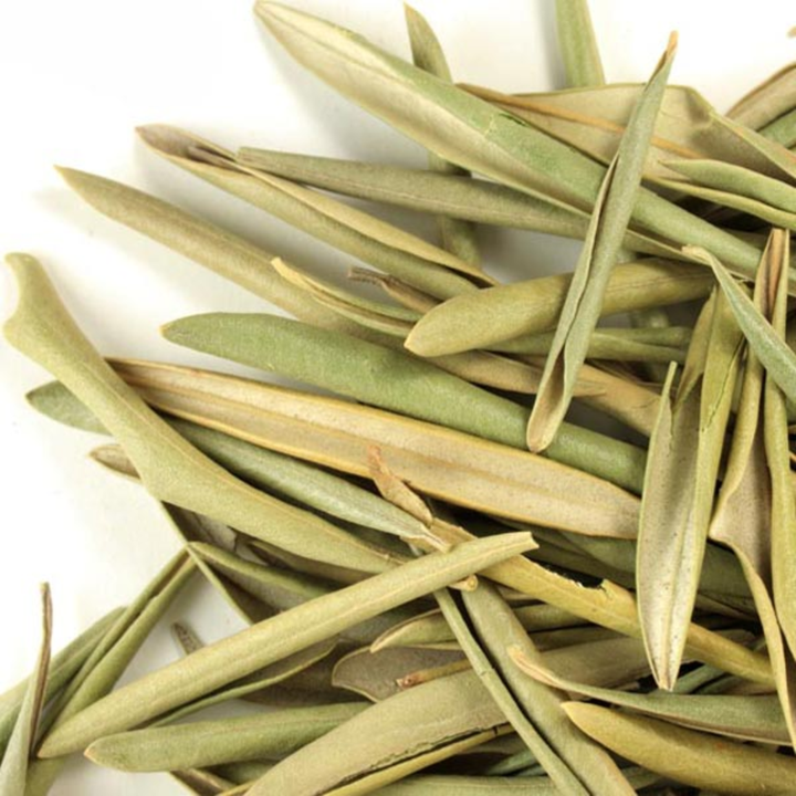 Olive Leaf (Olea europaea) – Ritual Herb Jar