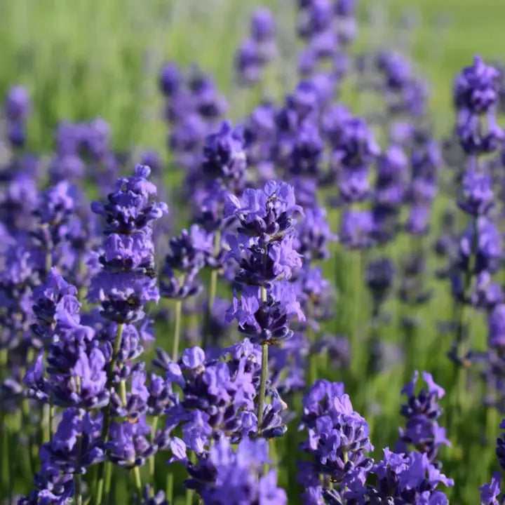 Lavender Flower Buds (Lavandula × intermedia) – Ritual Herb