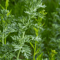 Close-up of a green plant with a blurred green background