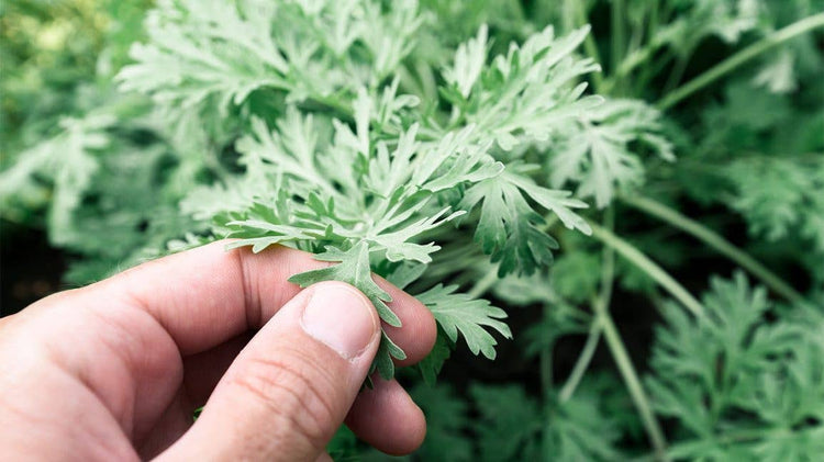 Hand holding a leaf of a green plant with a blurred natural background
