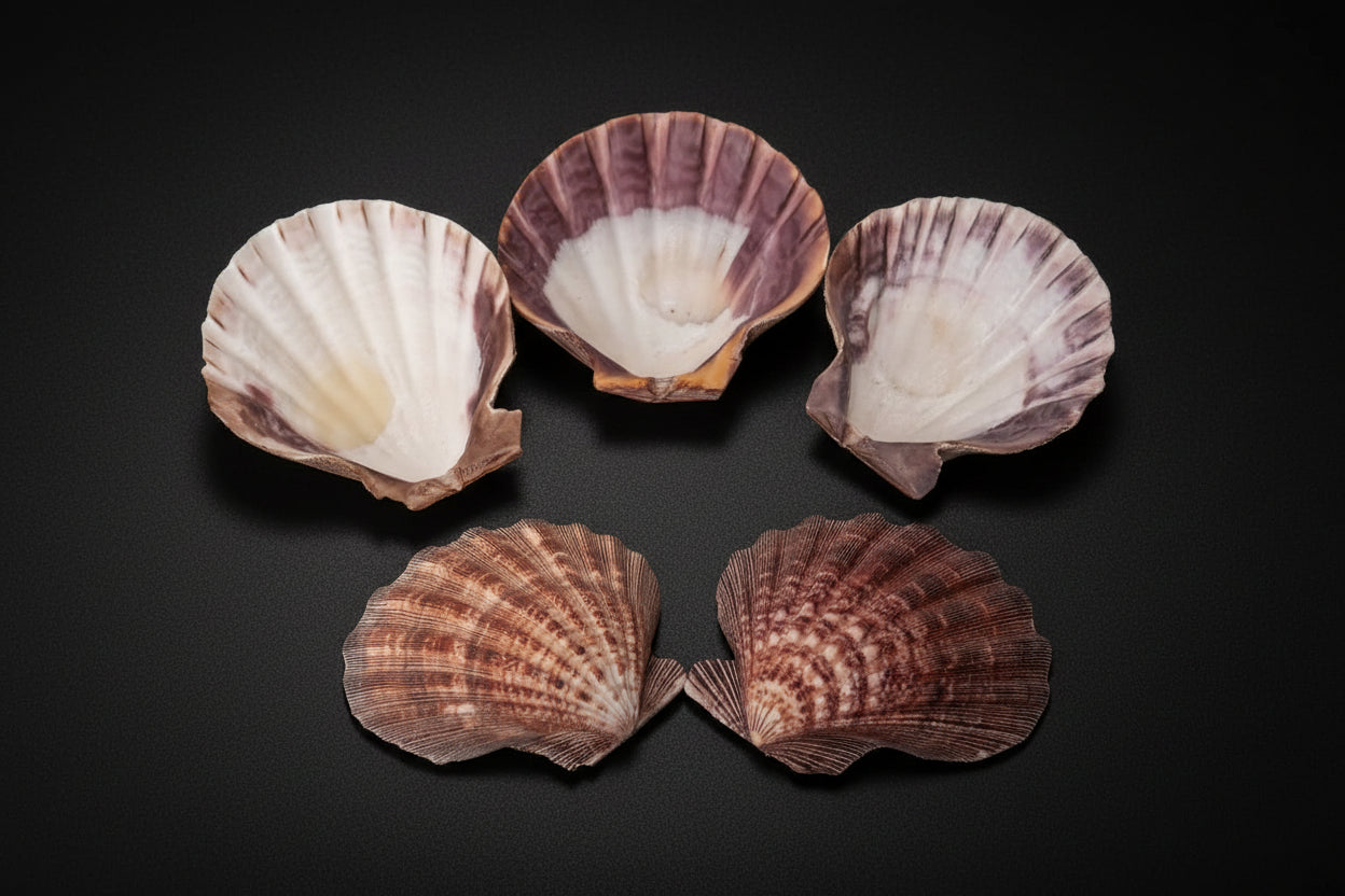 Representative natural Lion Paw shells with ridged fan shapes on a white background