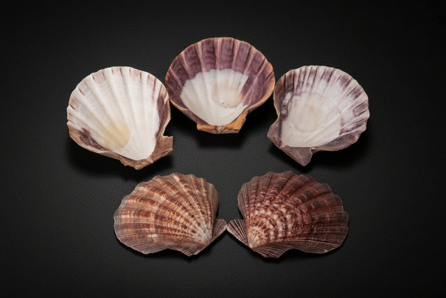 Representative natural Lion Paw shells with ridged fan shapes on a white background