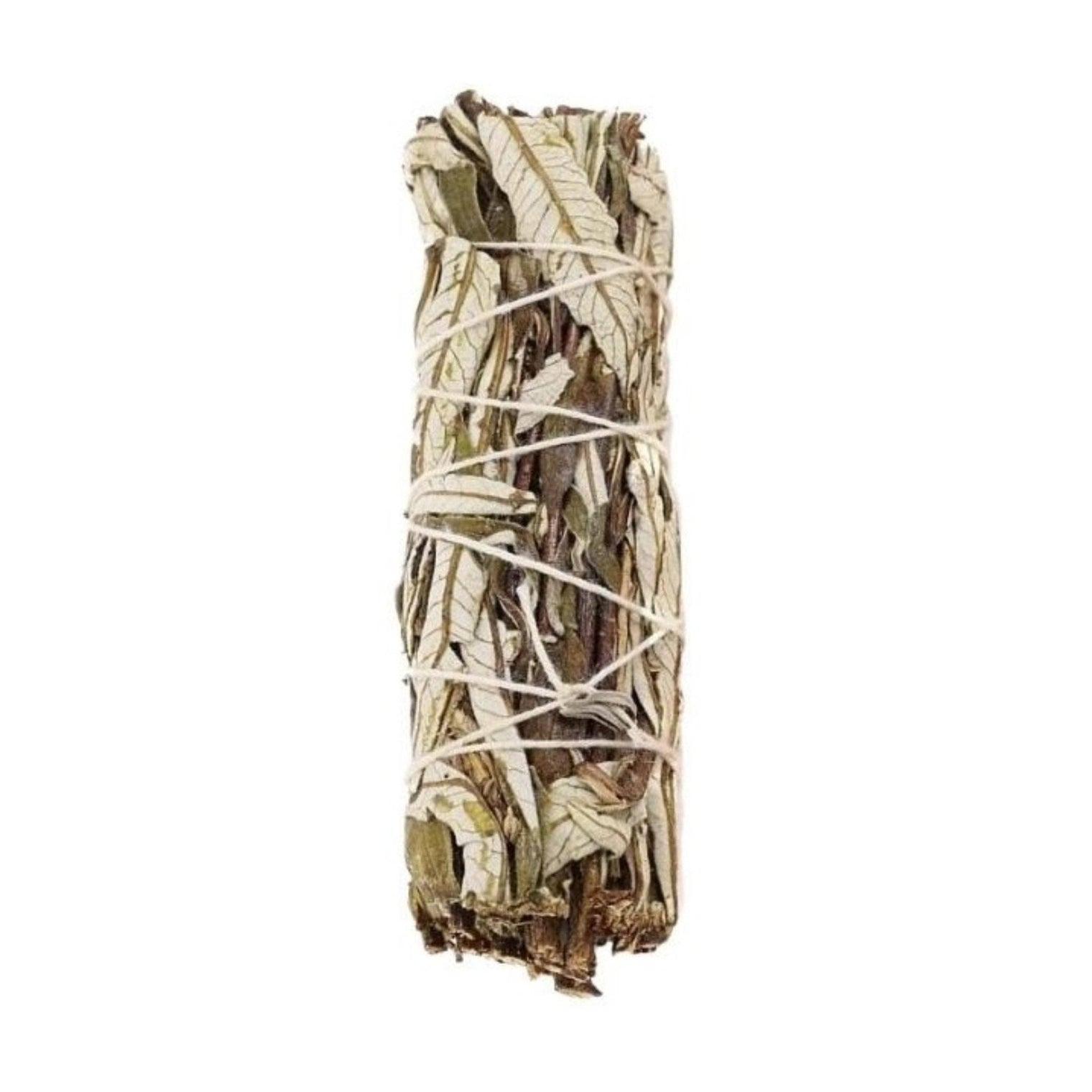 Bundle of sage sticks tied with white string on a white background